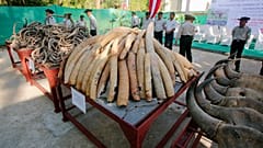 Миллион долларов раздавили катком