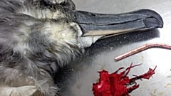 A grey headed albatross, likely killed by balloon debris