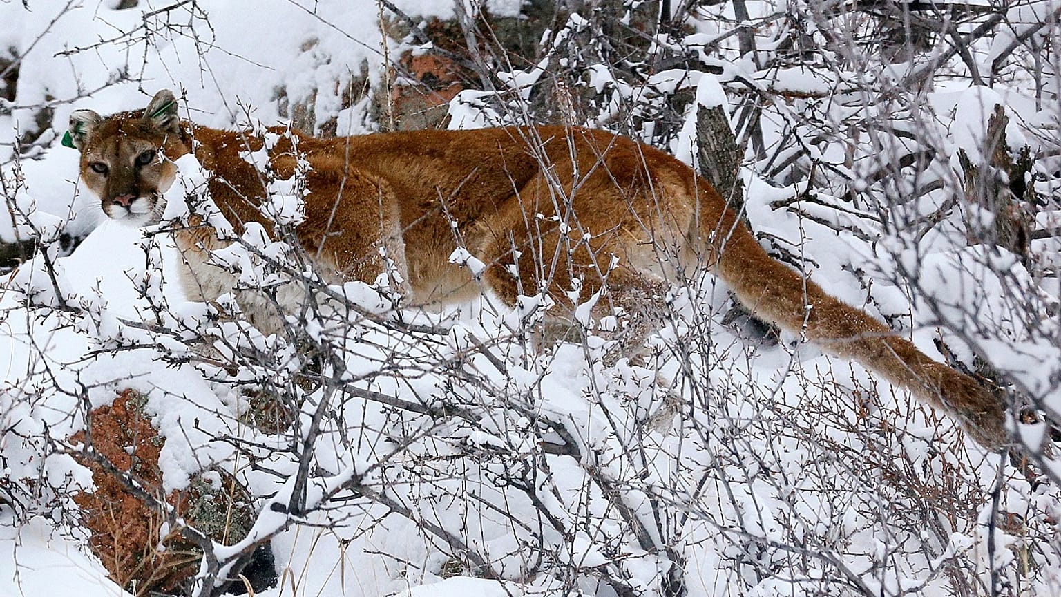 Τσεχία: Τον κατασπάραξε το λιοντάρι που είχε σπίτι του