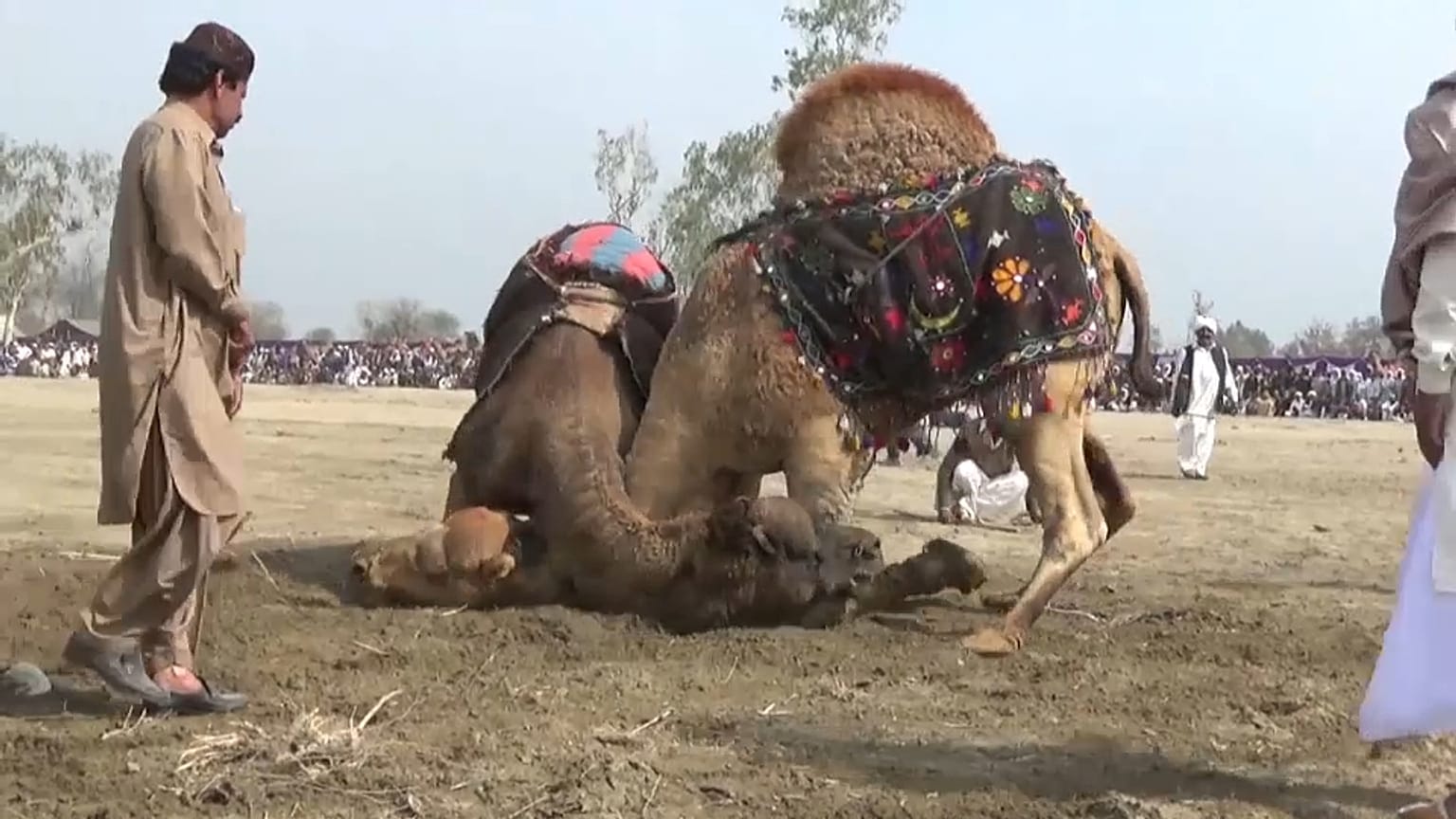 Au Pakistan, des combats de chameaux illégaux mais suivis