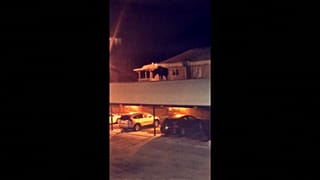 شاهد: غزال ضخم يتمشى على سطح مرآب سيارات باحثاً عن سبيل للنزول!