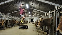 Rinderzucht auf Rollschuhen