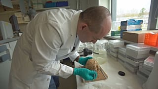 Cientistas europeus cortam cérebro em sete mil partes