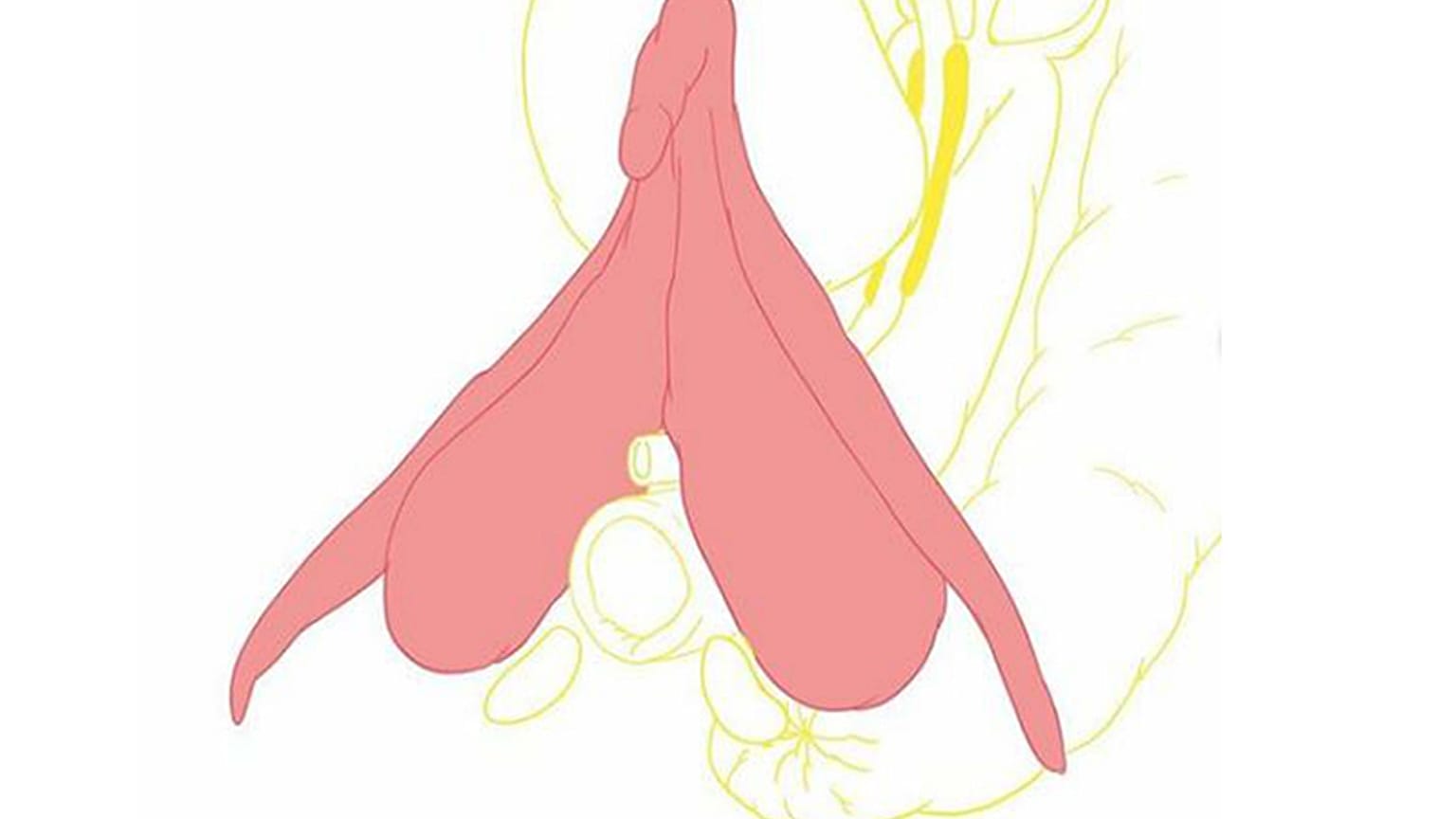 Instagram censure une représentation de clitoris 