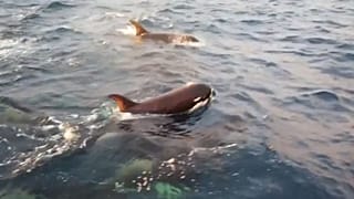 Orcas