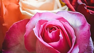 International Women's Day: celebrating the female influence behind Euronews