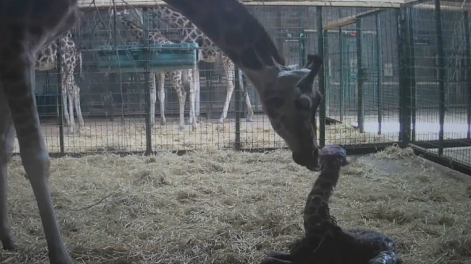 Dagmar and her calf