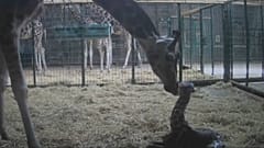 Dagmar and her calf