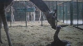 Dagmar and her calf