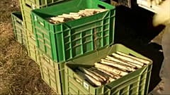 Acqua di cartiera per asparagi precoci e abbondanti: la costosa eco-compatibilità tedesca 