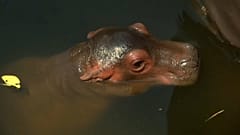 Jardim zoológico de Chang Mai saúda nascimento de hipopótamo