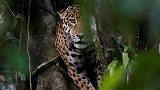 Dişi jaguar 