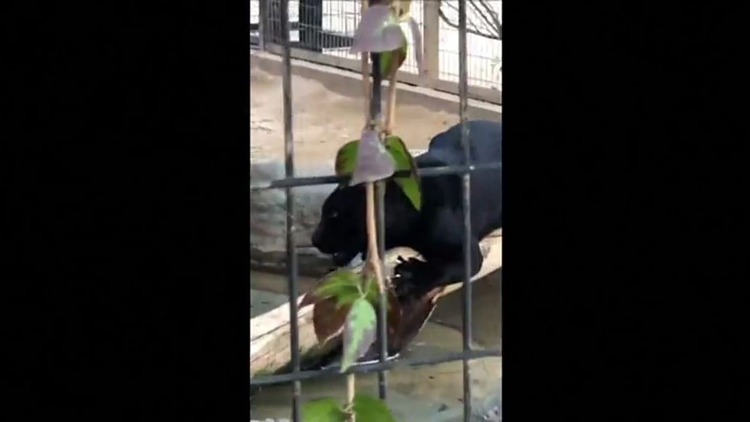 A screenshot of phone footage of the jaguar after the attack