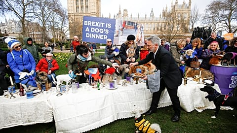 Des chiens "anti-Brexit" mangent devant le Parlement