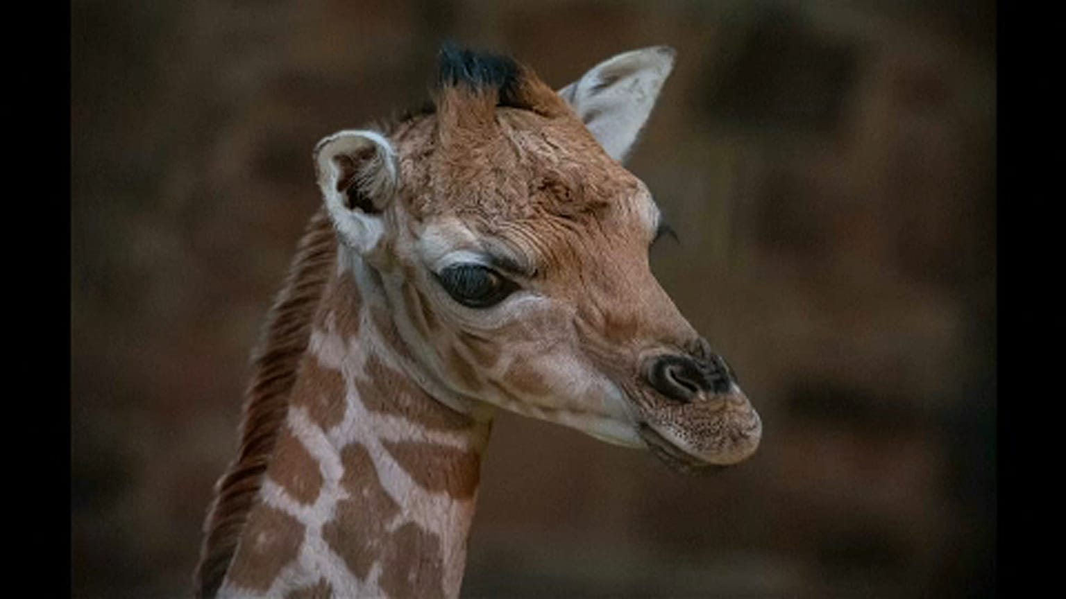 Baby zsiráf született fogságban