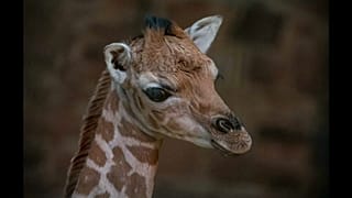 Baby zsiráf született fogságban