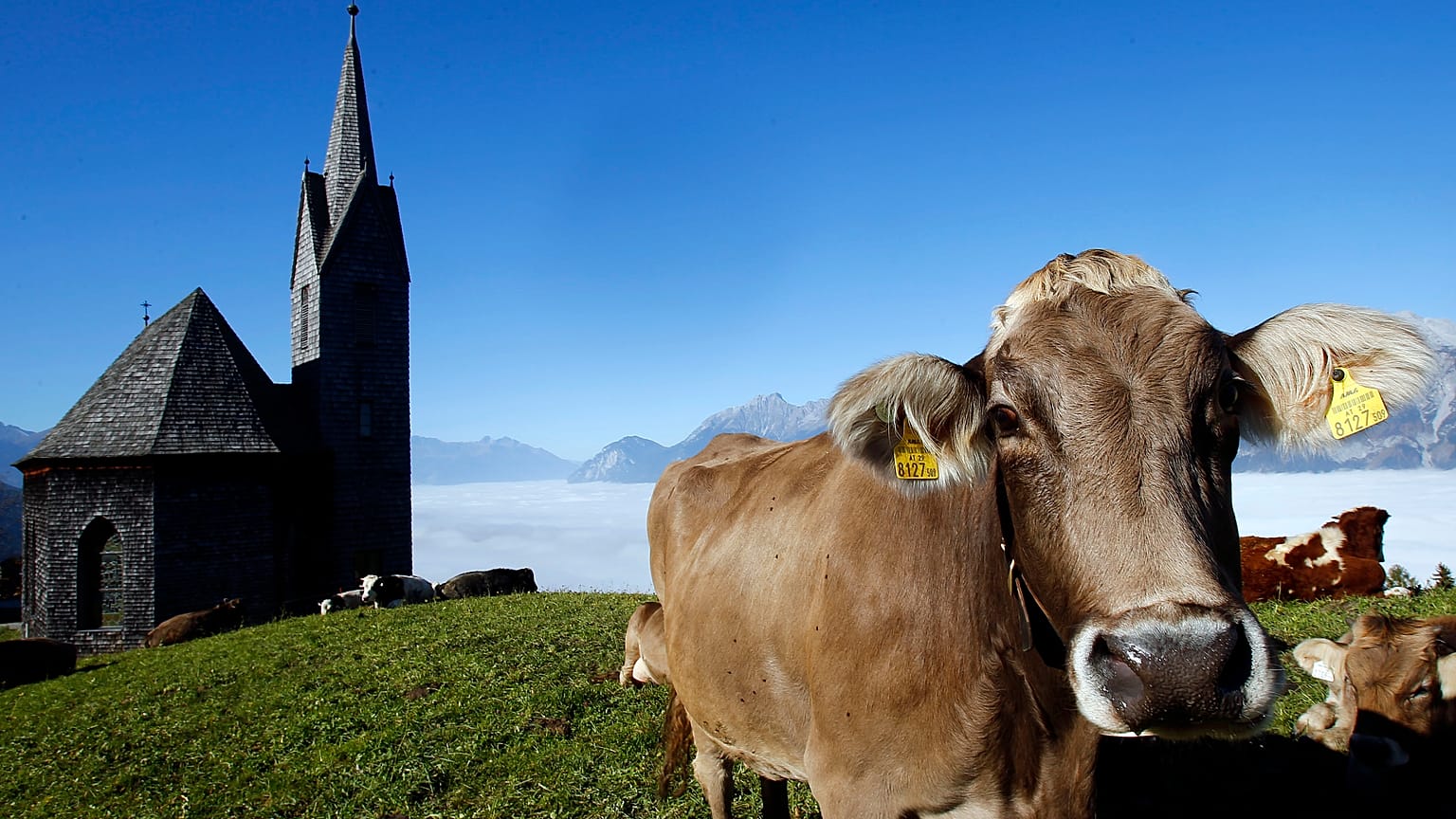 Austria to release 'code of conduct' on how hikers should act around grazing cows