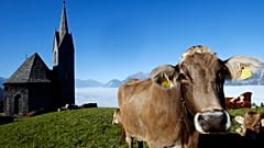 Austria to release 'code of conduct' on how hikers should act around grazing cows