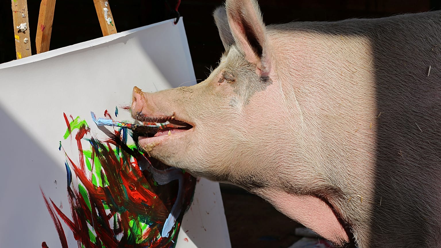 Pigcasso: öt mázsa tömör tehetség