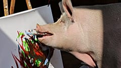 Painting sow 'Pigcasso' hogs the limelight at South Africa farm