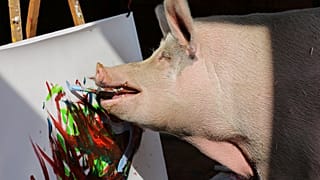 Pigcasso: öt mázsa tömör tehetség