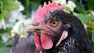 The hens are the primary suspects.