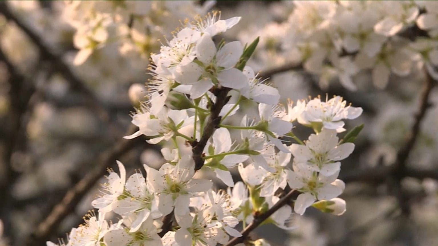 La spettacolare fioritura degli alberi di ciliegio a Guizhou in Cina
