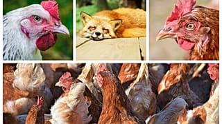 Французские куры до смерти заклевали лису