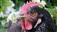 Vous n'allez peut-être plus regarder les poules de la même manière...