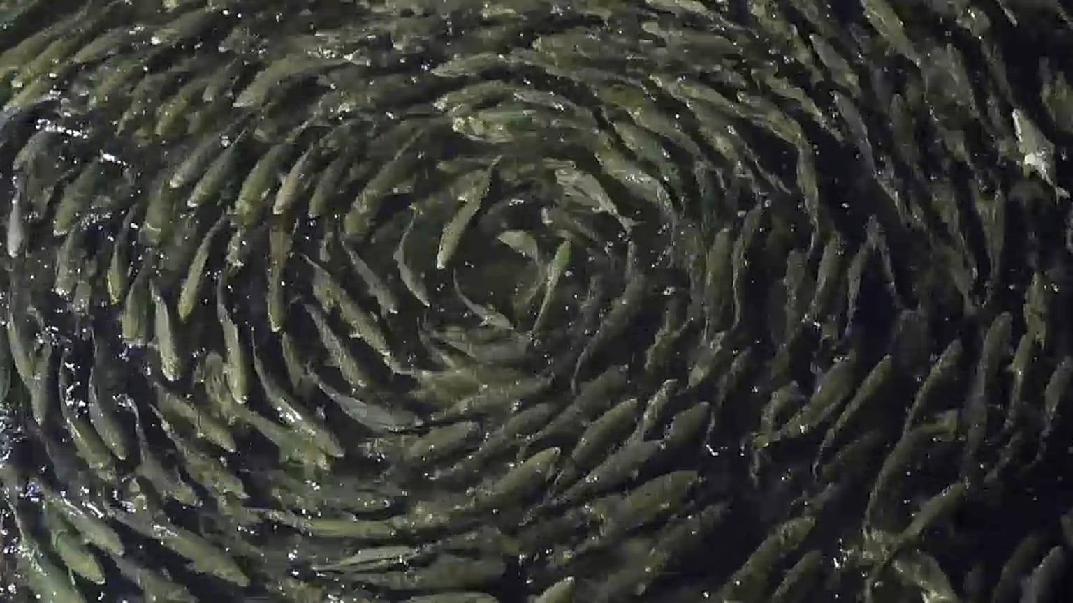 Fish in a fish farm