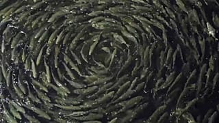 Fish in a fish farm