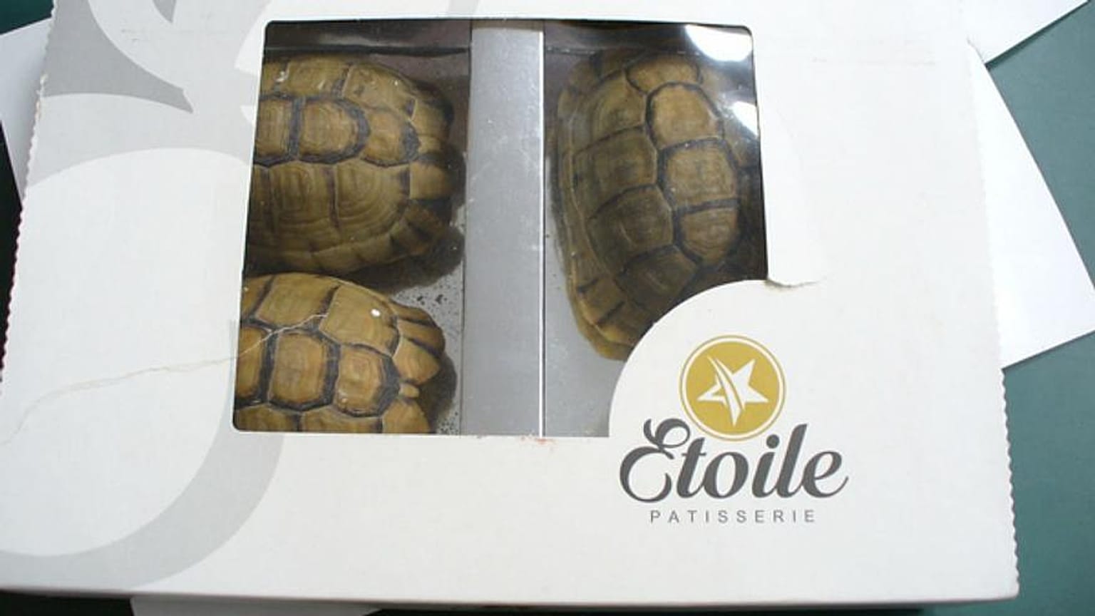 Uomo cerca di contrabbandare tartarughe facendole passare per cioccolatini