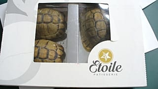 Uomo cerca di contrabbandare tartarughe facendole passare per cioccolatini