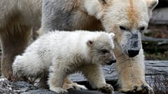 Première sortie pour l'ourson polaire du parc zoologique de Berlin
