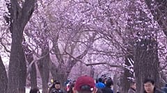 China en flor