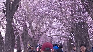 China en flor