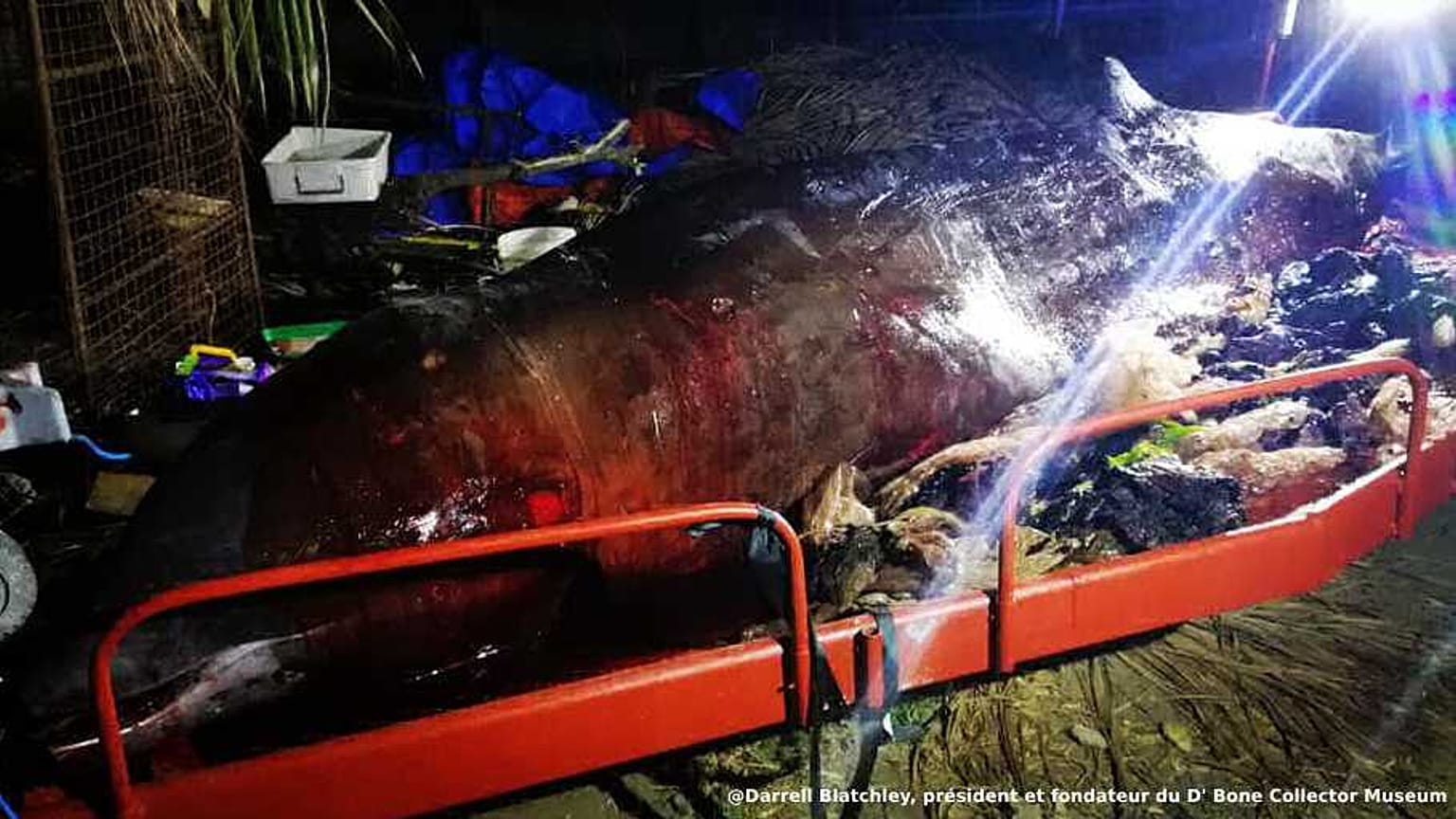 La baleine de Cuvier après son autopsie 