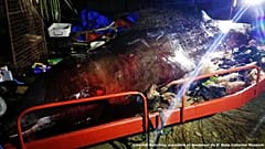 La baleine de Cuvier après son autopsie 