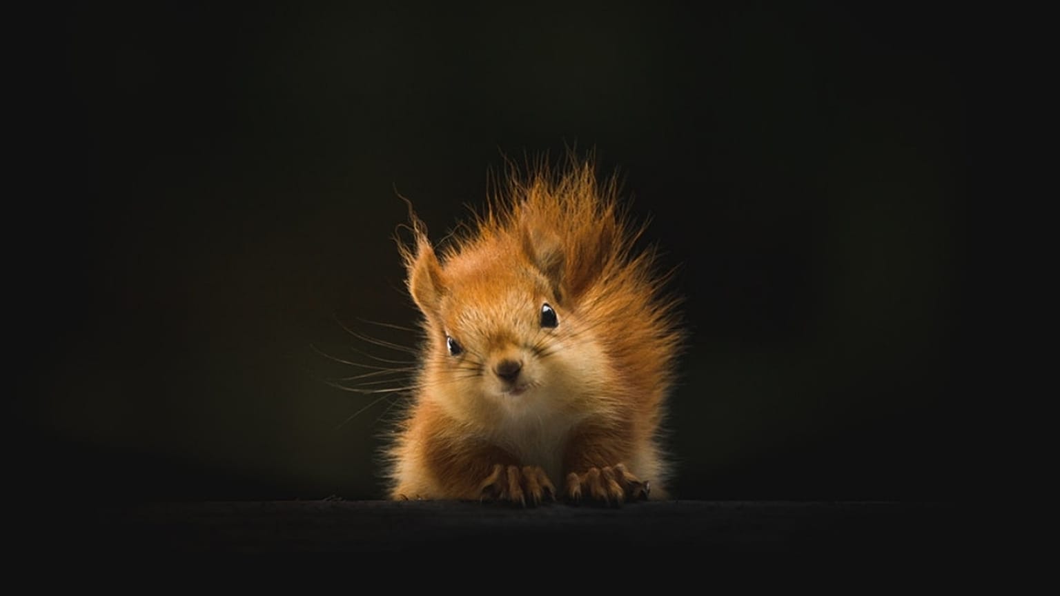 Best wildlife experiences of April 