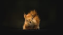 Best wildlife experiences of April 