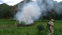Fuerzas del orden queman plantas de marihuana (Archivo)