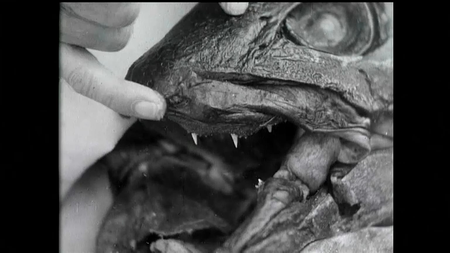 علماء يحاولون حل لغز "السمكة الديناصور" 