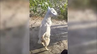 شاهد: معزة ولدت مشلولة فسارت مثل البشر 