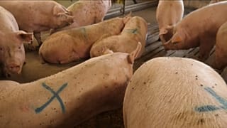 El Brexit hace peligrar el bacon danés