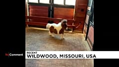 Dieses Mini-Pony ist so fröhlich, dass es ansteckend ist