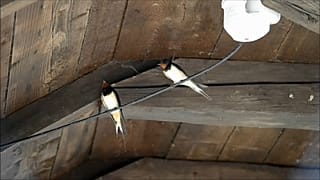 Dramatischer Schwalbenschwund in Ungarn
