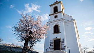 A 2019-es év európai fájának megválasztott pécsi havihegyi mandulafa