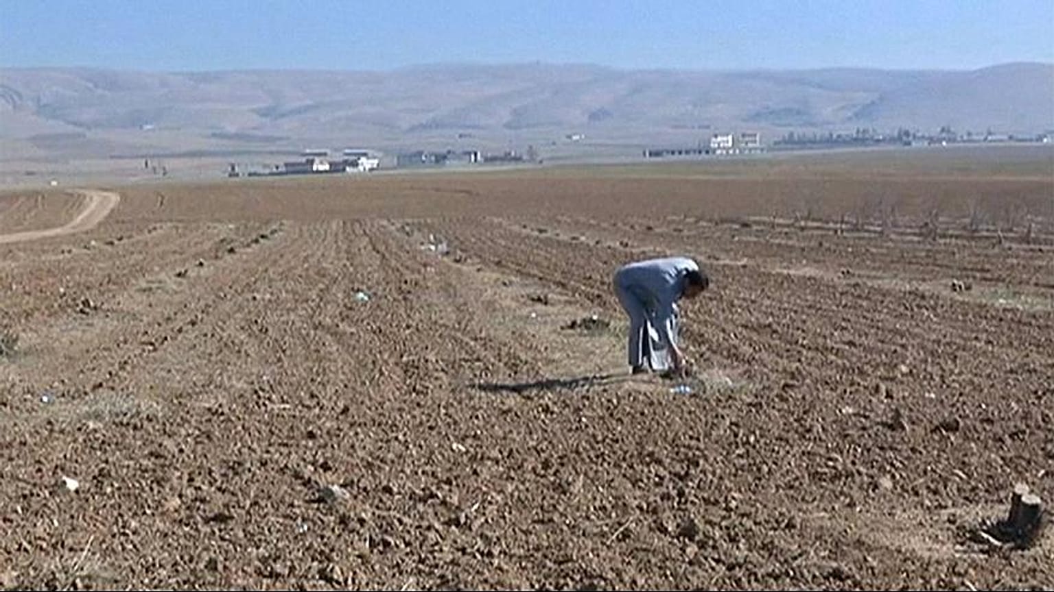 BM'den korkutan su raporu: Tahıl üretimi yüzde 40 düşebilir  