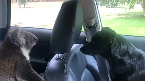 KOALA INSIDE A CAR IN AUSTRALIA