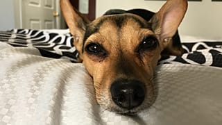 How to be an eco-friendly pet owner to your dog